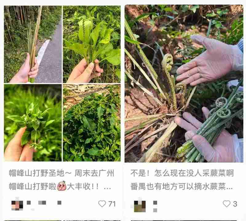  山林劳作藏隐患；七旬老人挖笋后肺损严重，专家详解防护之道。 健康养生