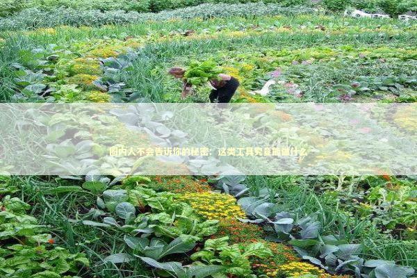 圈内人不会告诉你的秘密：这类工具究竟能做什么 IT技术